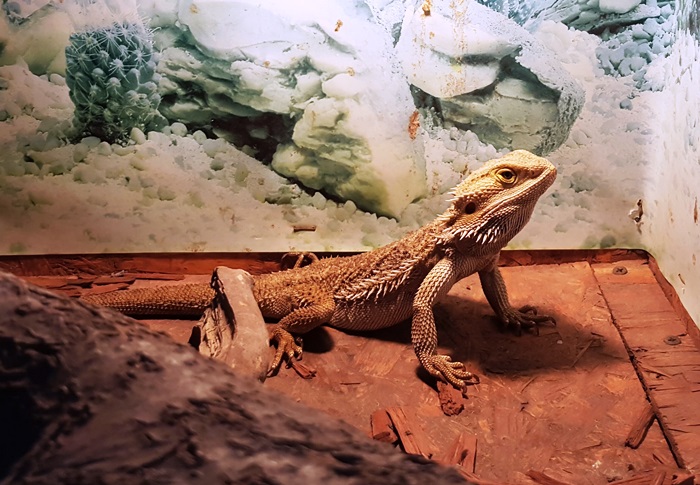 Expozitie reptile - Muzeul Antipa